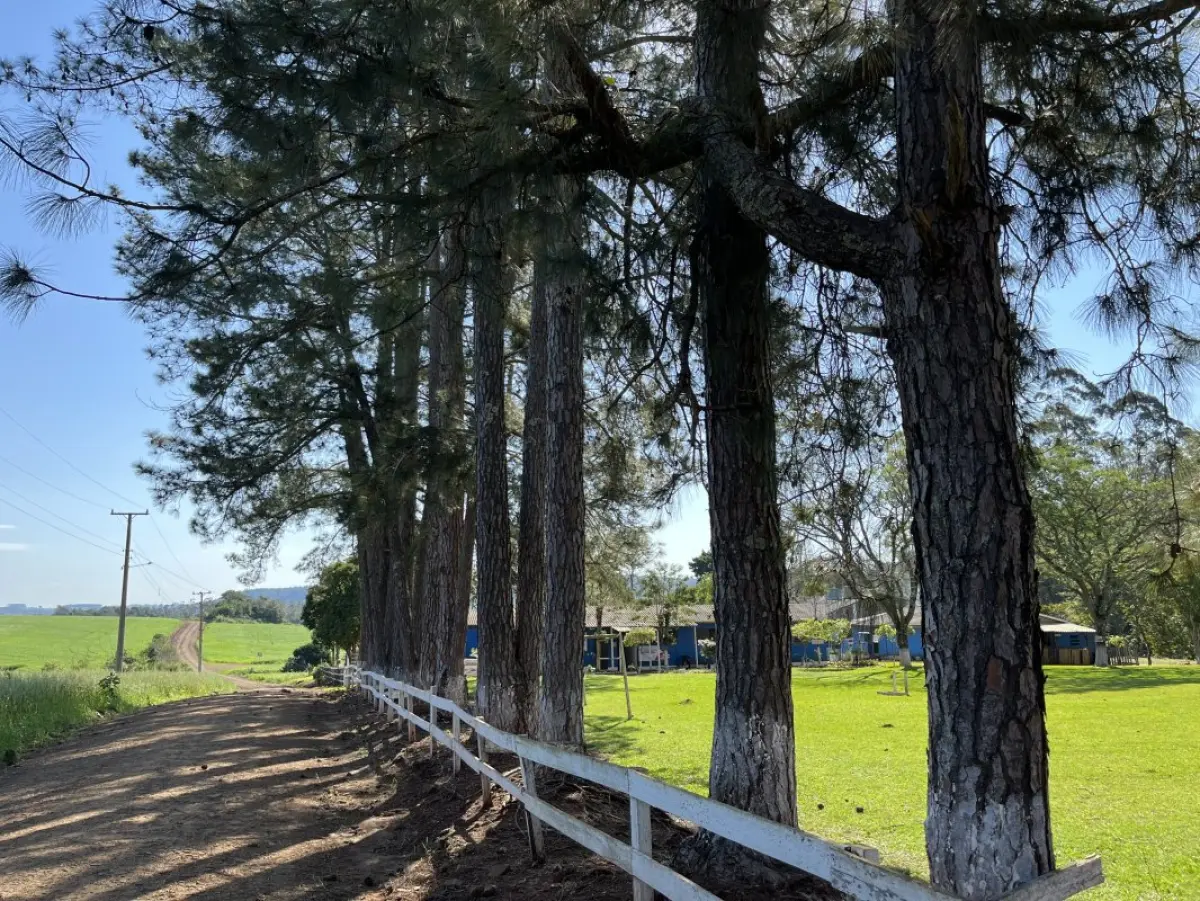 LOTE 029 - LOTE COMPOSTO POR MADEIRA DO TIPO PINUS ELLIOTTI, ATÉ 35M³(metro cúbico)